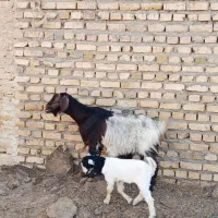 بز شیری ارزون قیمت