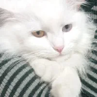 گربه