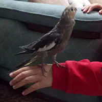 جوجه عروس هلندی