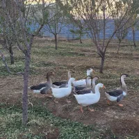 غاز و قوغاز درشت وسالم قیمت مناسب