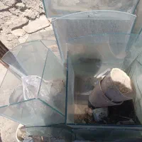 آکواریوم|ماهی|خمینی‌شهر, |دیوار