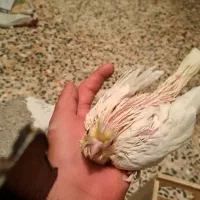 فروش جوجه عروس هلندی  لتینو سرلاکی قیمت 450|پرنده|دوگنبدان, |دیوار