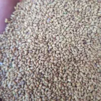 تخم یونجه ودوخلوار یونجه کوبیده شده