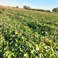 باغبانی|خدمات باغبانی و درختکاری|خان ببین, |دیوار