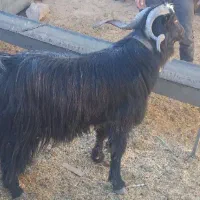 تکه جلوکش|حیوانات مزرعه|کلات (خراسان), |دیوار