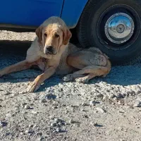 دوتا پژدر گشمده|حیوانات|کامیاران, |دیوار