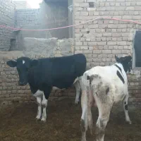 گاو تلیسه گوسال|حیوانات مزرعه|قم, الغدیر|دیوار