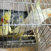 عروس هلندی...