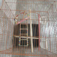 قفس سلطنتی بزرگ و زیبا به فروش میرسد|لوازم جانبی حیوانات|سنندج, |دیوار