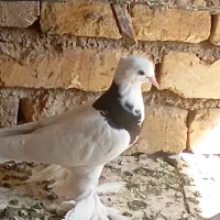 جوجه طوقی|پرنده|زارچ, |دیوار