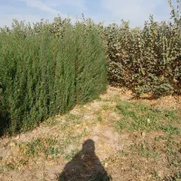 نهال درخت سرو