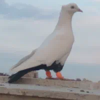 کمر بند و ۹تاکفتر پرشی