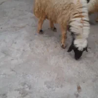 گوسفند نر