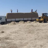 کاه نیشکر تازه شروع شد|حیوانات مزرعه|نجفآباد, قلعه سفید|دیوار