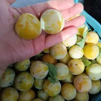 الو زرد درشت