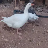 غازیک جفت نر وماده|حیوانات مزرعه|یاسوج, |دیوار