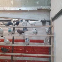 کبوترپرشی|پرنده|شهریار, شهرک مصطفی خمینی|دیوار