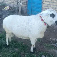 قوچ سفید