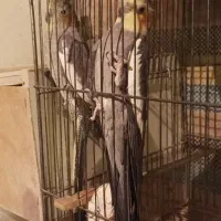 عروس هلندی|پرنده|هریس, |دیوار