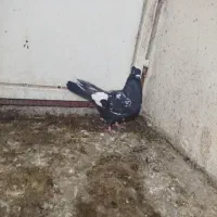 کبوتر سینه سیاه