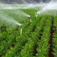 اجاره ۳ هکتارزمین زراعی آبی