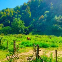 اجاره ویلا کلبه چوبی رویایی بسیار تمیز و امن|اجارهٔ کوتاهمدت ویلا و باغ|شاندرمن, |دیوار