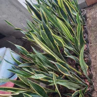 حراج سانسوریا ابلق|گل و گیاه طبیعی|محمودآباد, |دیوار