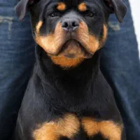 دوبرمن ماستیف توله و بالغ ژرمن کن کورسو روتوایلر