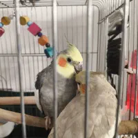 یک جفت مولد عروس هلندی با دو عدد جوجه 2 ماهه