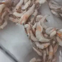 میگو تازه دریایی رسید مقدار محدود