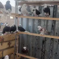 کبوترهای خوش رنگ