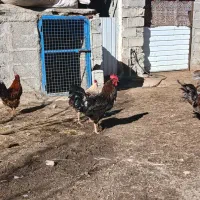 خروس محلی|حیوانات مزرعه|مشگین شهر, |دیوار