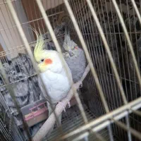 عروس هلندی|پرنده|تبریز, |دیوار