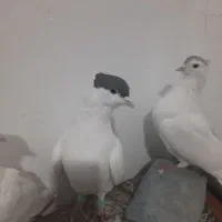 کتانی معاوضه با کبوتر یا پرنده