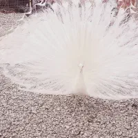 طاووس سفید|پرنده|محمدشهر, محمدشهر|دیوار