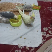 عروس هلندی