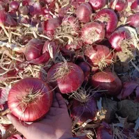پیاز قرمز درجه یک کرمانشاه