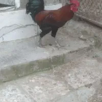 خروس محلی بالغ مرغ گیر
