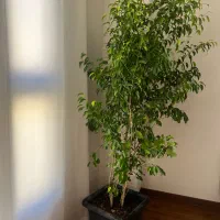 بنجامین بلک|گل و گیاه طبیعی|شیراز, قدوسی غربی|دیوار