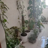 گلهای آپارتمانی