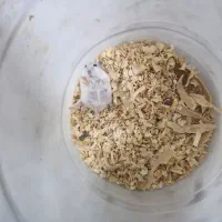 همستر|موش و خرگوش|بندرعباس, |دیوار