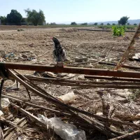 کبوتر پاکستانی ساعت بالا|پرنده|رویدر, |دیوار