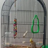 عروس هلندی