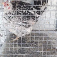 مرغ گلین و مرغ و خروس برهما|حیوانات مزرعه|مبارکه, |دیوار