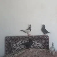 جفت کبوترجوجه کشی یهودی سیاه نسل دار