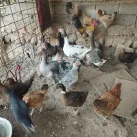 مرغ|حیوانات مزرعه|زرین آباد, |دیوار