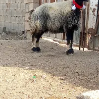 شیشک کله زنگ