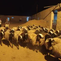 مجــمــوعـه گوسفند ژن dsere بره|حیوانات مزرعه|رفسنجان, |دیوار