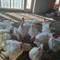 بوقلمون|حیوانات مزرعه|فریدونکنار, |دیوار