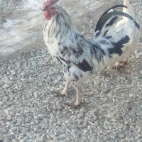 خروس|حیوانات مزرعه|سردرود, |دیوار